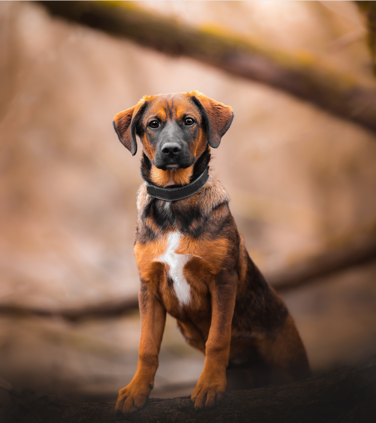 Dog Shelters