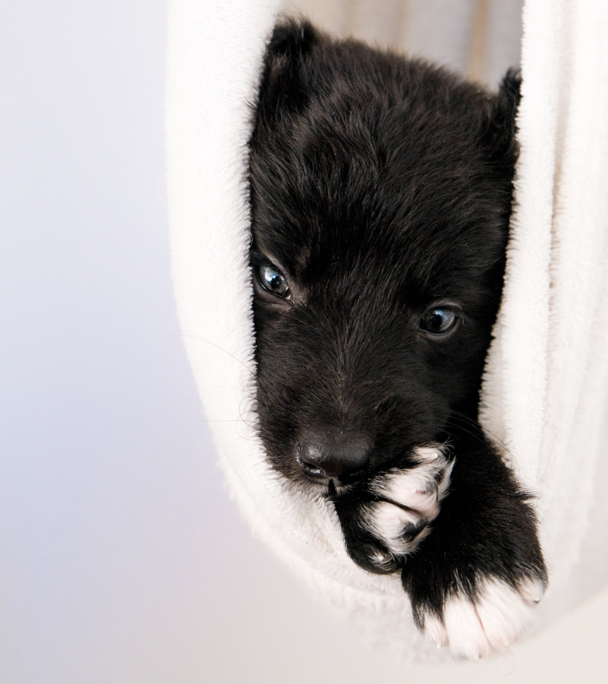 Dog Shelters