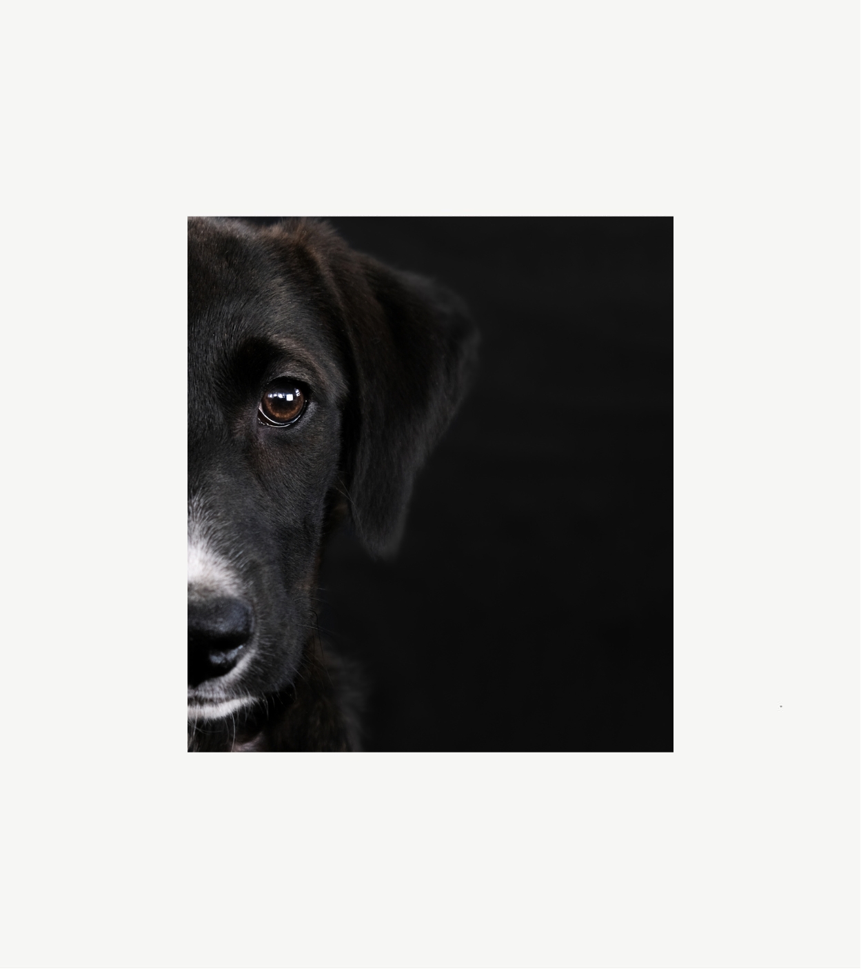 Dog Shelters